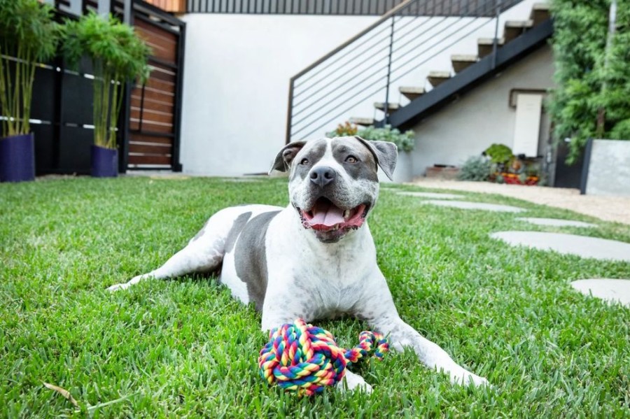 Toys & Playthings Jax & Bones | Jax & Bones Celtic Knot Rope Dog Toy Rainbow 3"