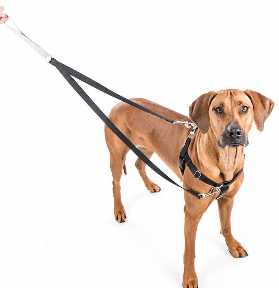 Training 2 Hounds Design | 1" Patented Freedom No-Pull Harness Deluxe Training Package (35-200 Lbs)