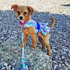 Pet Apparel (Continued) Doggie Design, Inc. | Purple Butterfly Dog Dress With Matching Leash