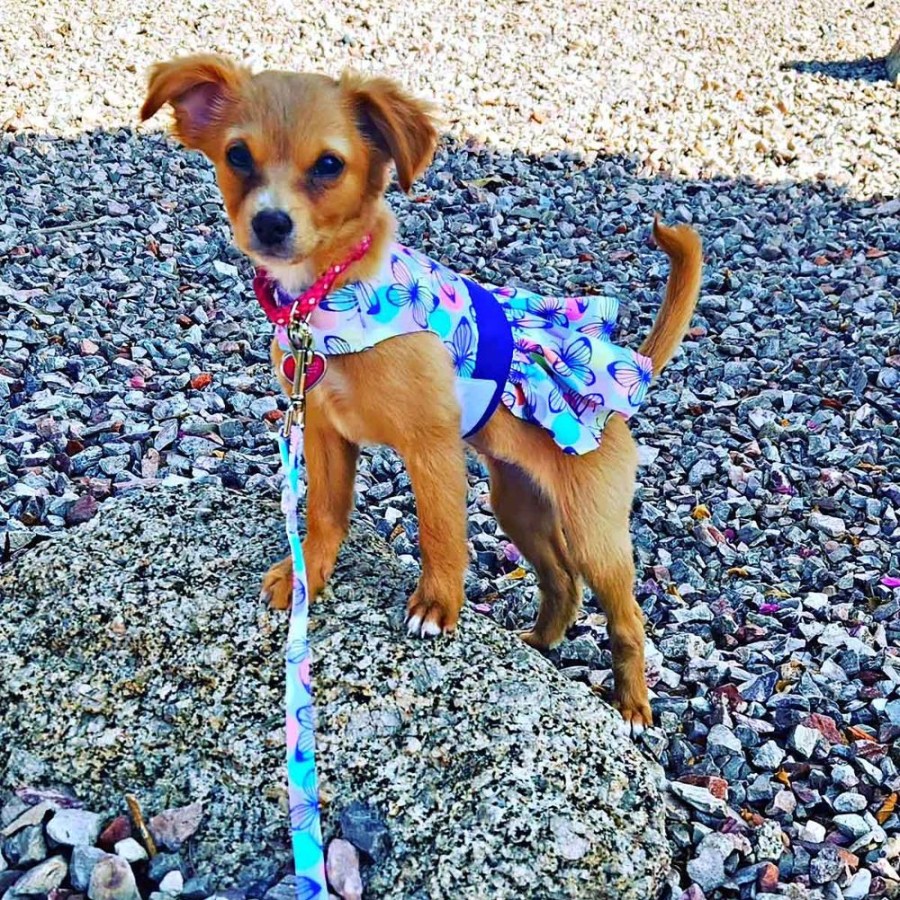 Pet Apparel (Continued) Doggie Design, Inc. | Purple Butterfly Dog Dress With Matching Leash