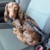 Travel Doggie Design, Inc. | Seat Belt Strap Dog Car Leash