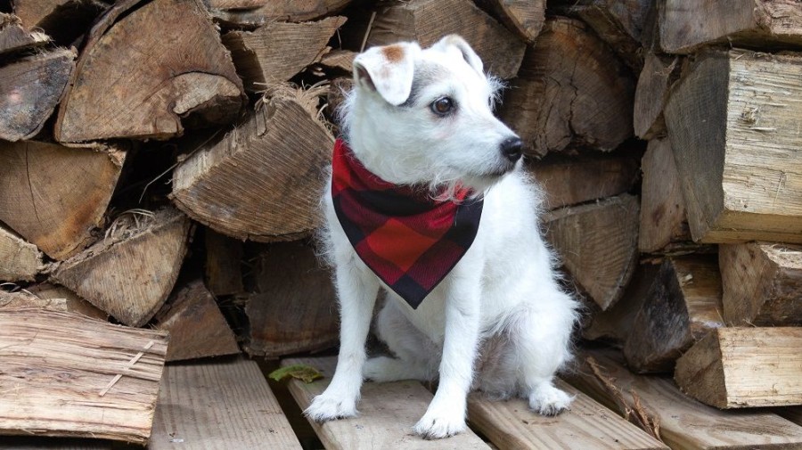 Special Occasion & Holiday Paisley Paw Designs | Plaid Bandana, Flannel Bandana, Dog Bandana, Fall Bandana, Christmas Bandana, Bufflao Plaid, Red Bandana