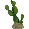 For Cats & Other Critters Komodo | Komodo Prickly Pear Cactus