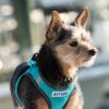 Harnesses BAYDOG | Liberty Bay Harness