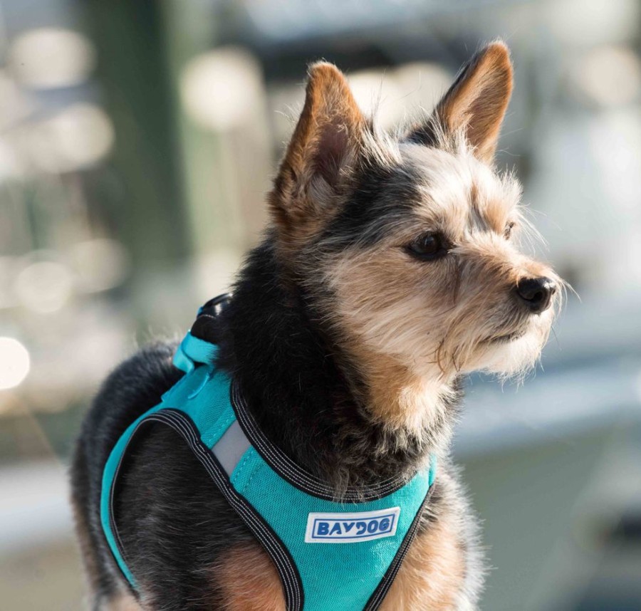 Harnesses BAYDOG | Liberty Bay Harness