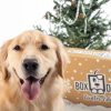 Special Occasion & Holiday BoxDog | Boxdog Large 7 Item Seasonal Dog Gift Box