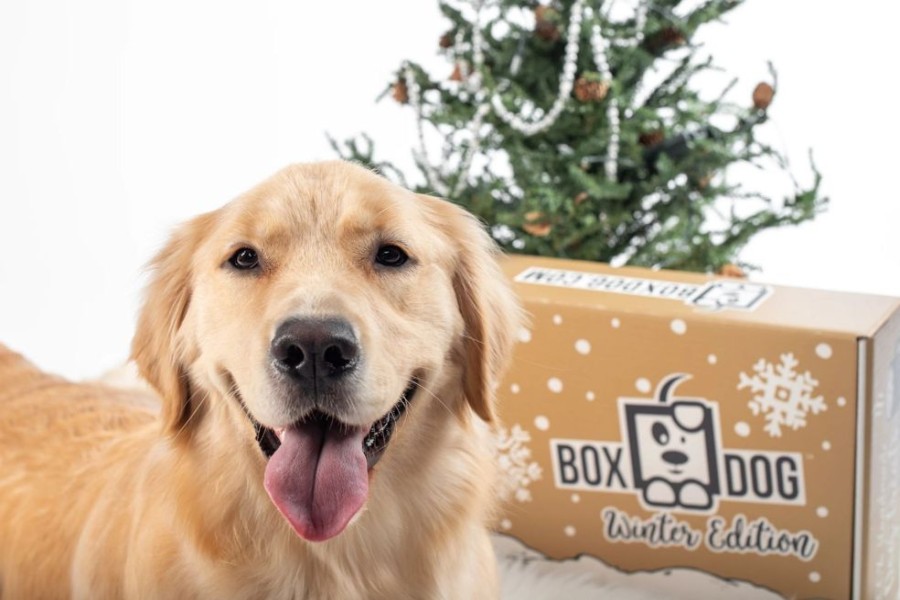 Special Occasion & Holiday BoxDog | Boxdog Large 7 Item Seasonal Dog Gift Box