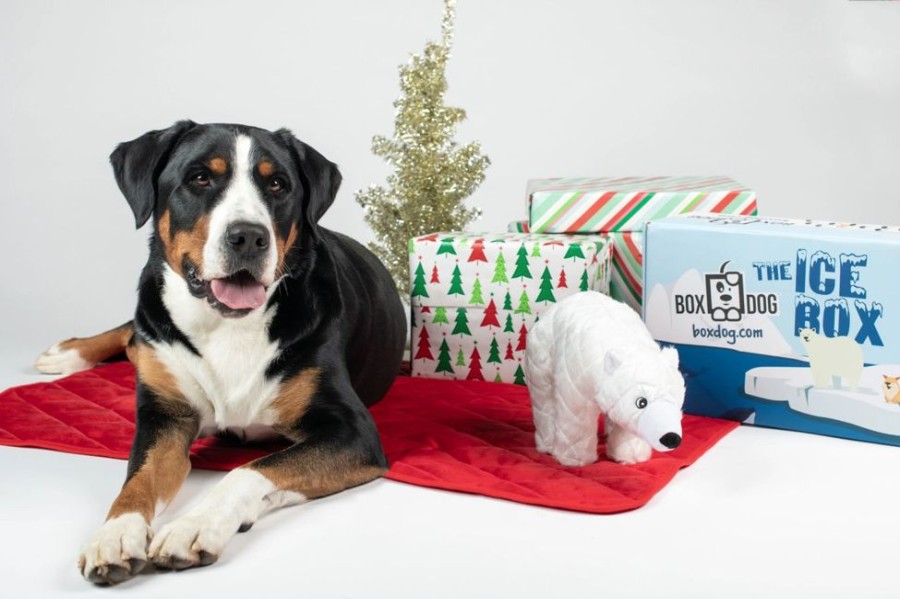 Special Occasion & Holiday BoxDog | Boxdog Large 7 Item Seasonal Dog Gift Box