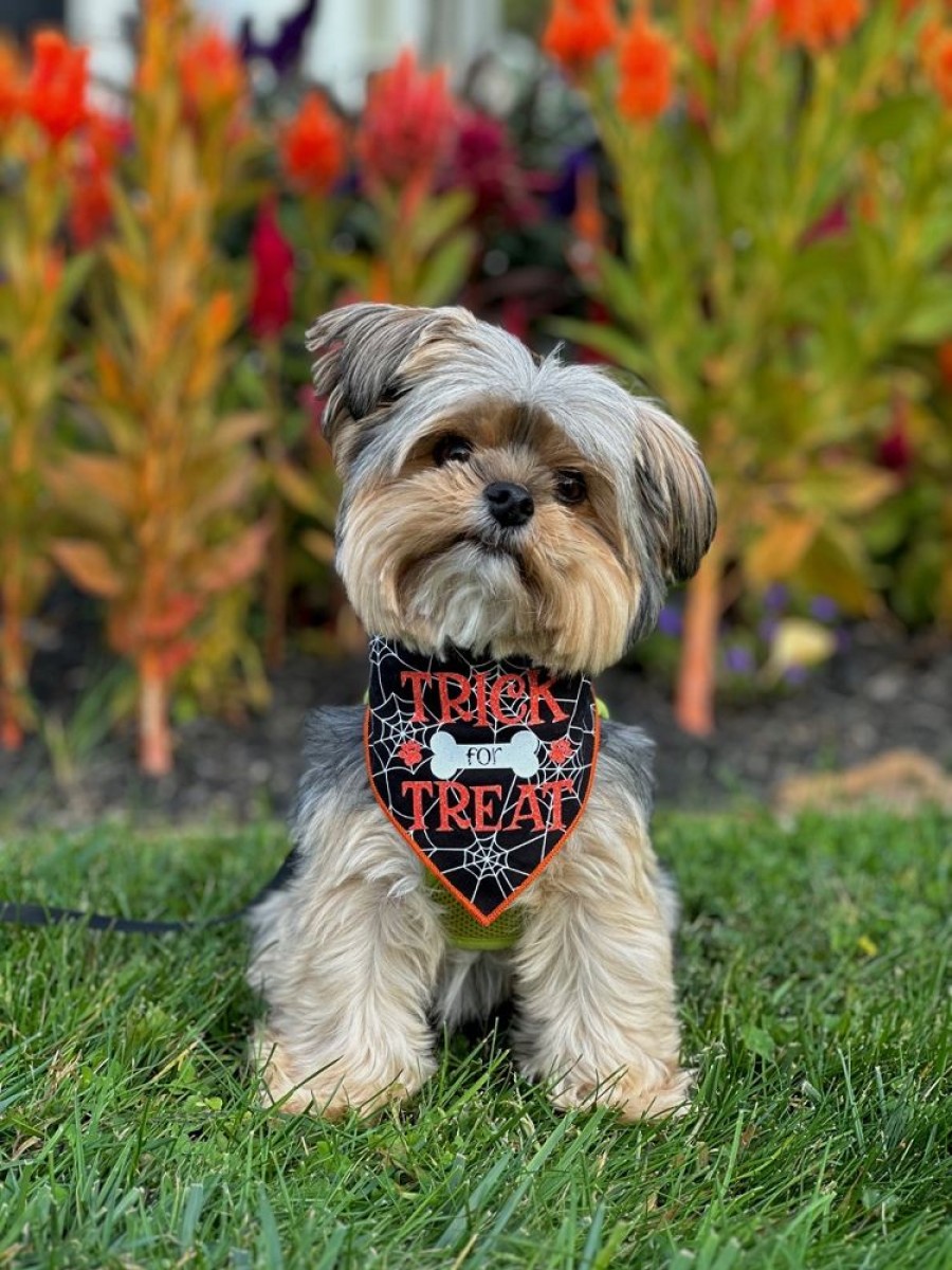 Special Occasion & Holiday Paisley Paw Designs | Halloween Bandana | Halloween Dog Bandana | Black Spider Web | Trick For Treat