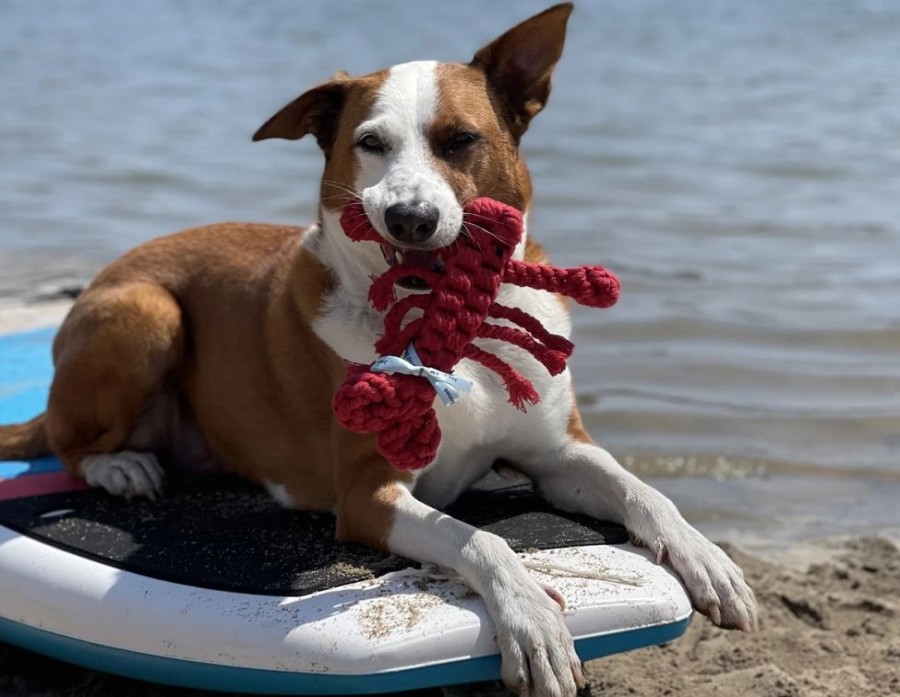 Toys & Playthings Jax & Bones | Jax & Bones Louie The Lobster Rope Dog Toy Jumbo 12"