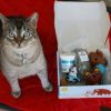 Special Occasion & Holiday BoxCat | Boxcat Gift Box For Cats By Boxcat