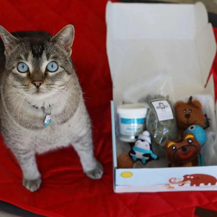 Special Occasion & Holiday BoxCat | Boxcat Gift Box For Cats By Boxcat