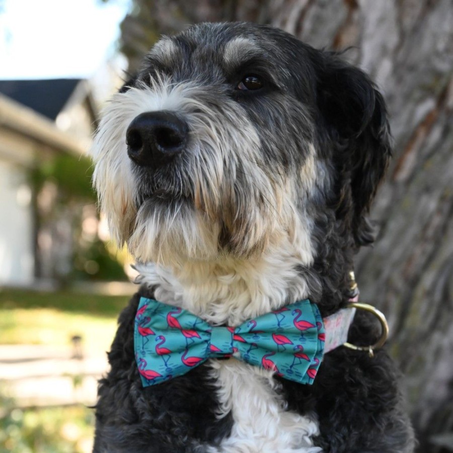 Collars, Leads & Accessories Huxley & Kent® | Flamingo Bow Tie