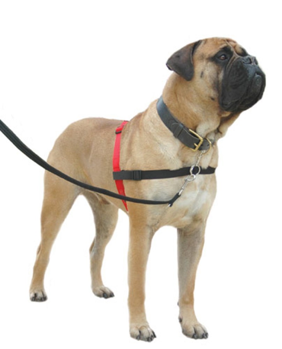 Training HALTI | Halti Harness