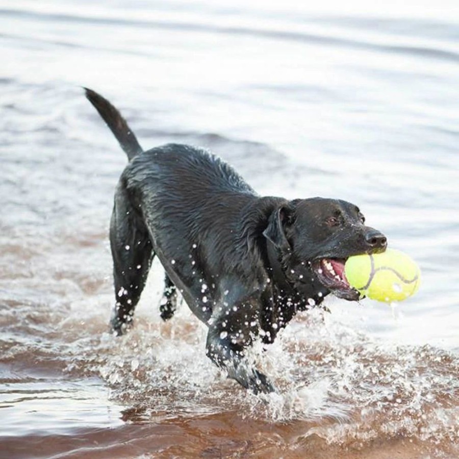 Toys & Playthings KONG® | Kong Airdog® Squeaker Football