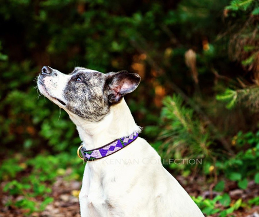 Collars, Leads & Accessories The Kenyan Collection | Yesterday Today Tomorrow (Ytt) Collar & Leash Collection