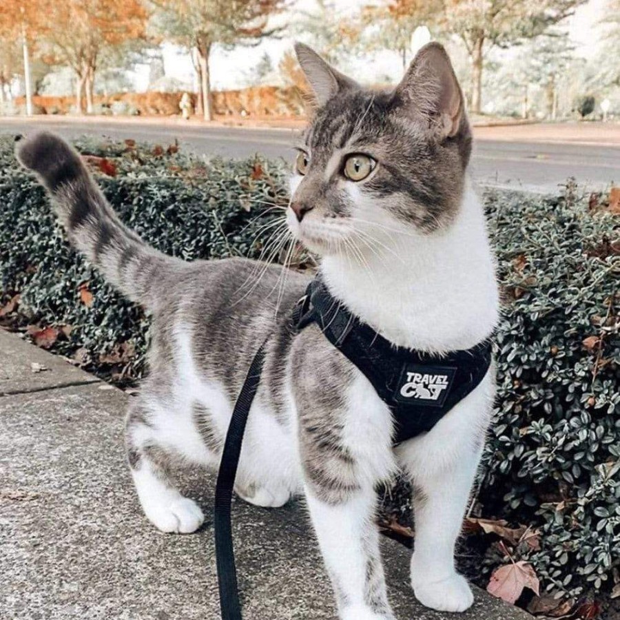 For Cats & Other Critters Travel Cat | The True Adventurer Reflective Harness & Leash - Black