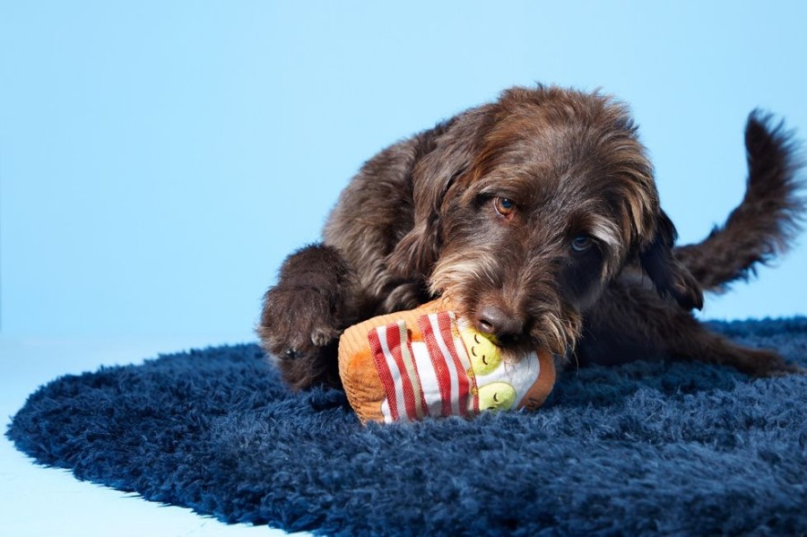 Toys & Playthings BARK | Bark Barkfest In Bed