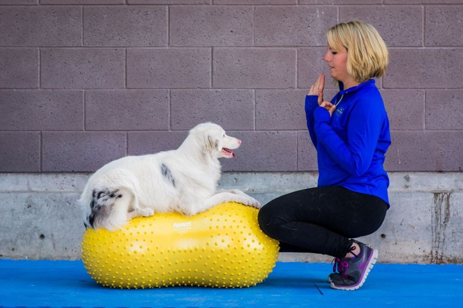 Training FITPAWS | Fitpaws - Trax Peanut Dog Training Platform (Yellow 40Cm Trax Peanut)