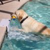 Health & Safety Paws Aboard | Paws Aboard Poolpup Steps