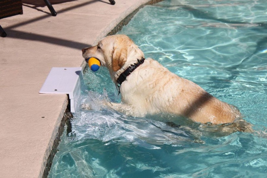 Health & Safety Paws Aboard | Paws Aboard Poolpup Steps