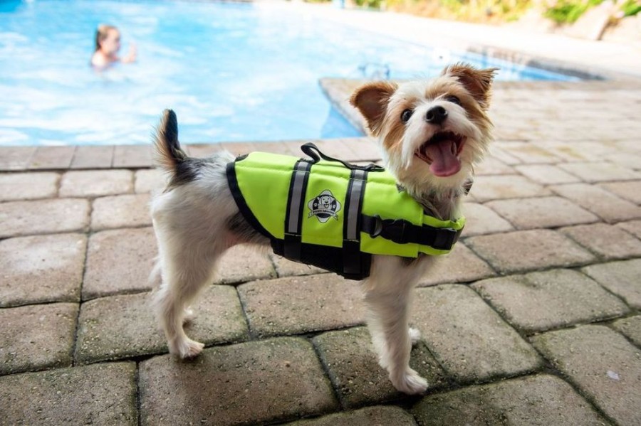 Health & Safety Paws Aboard | Paws Aboard Dog Life Jacket - Neon Yellow