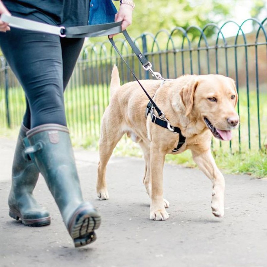 Training 2 Hounds Design | 1" Patented Freedom No-Pull Harness Only(35-200 Lbs)