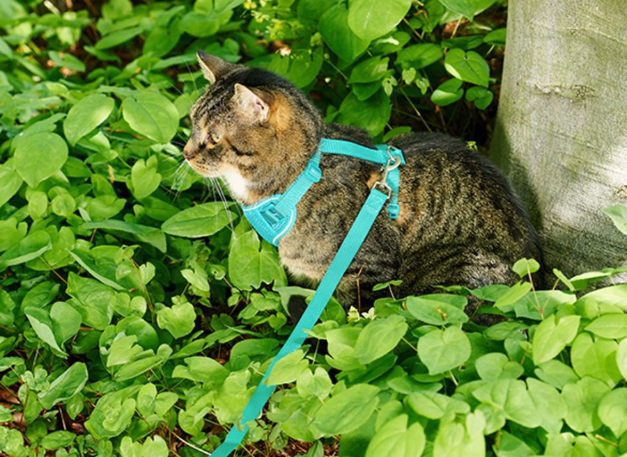 For Cats & Other Critters RC Pets | Adventure Kitty Harness - Maldives