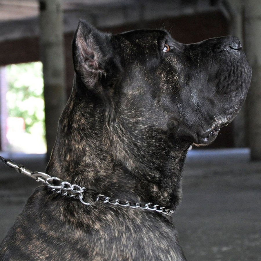 Training Titan® | Titan® Chain Training Dog Collar