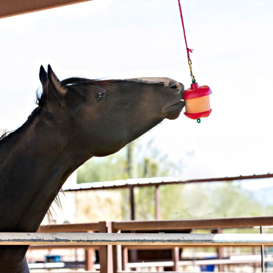 For Cats & Other Critters Horsemen's Pride | Horsemen'S Pride Stall Snack W/ Treat