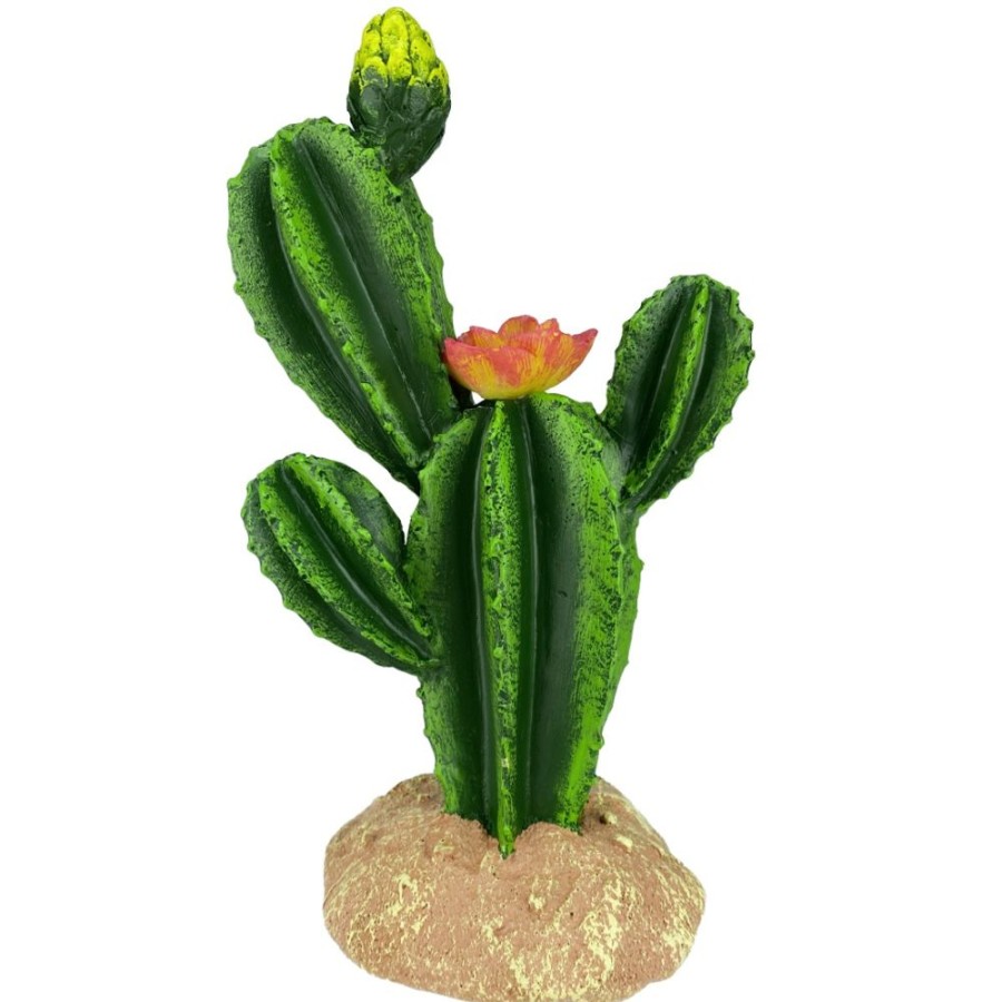 For Cats & Other Critters Komodo | Komodo Flower Cactus