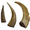 Treats QT Dog | Gobi Goat Horn Dog Chew