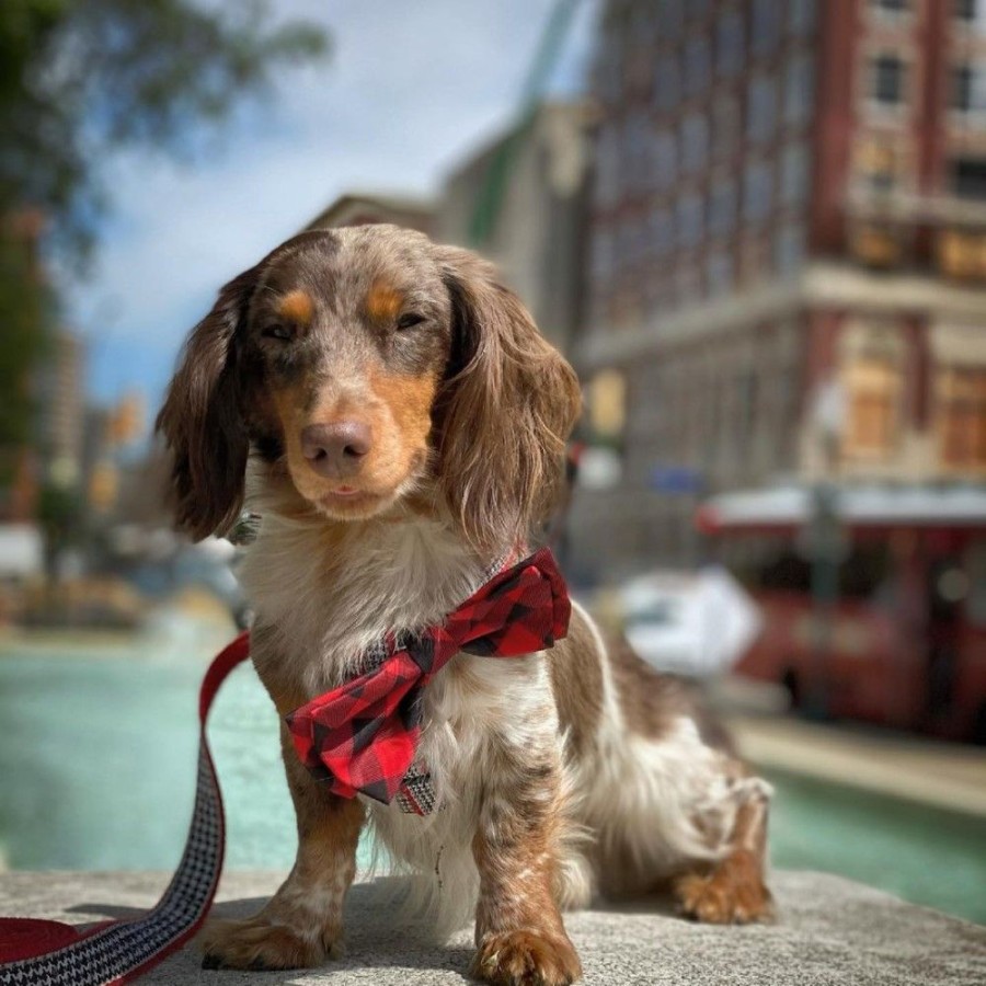 Special Occasion & Holiday Huxley & Kent® | Buffalo Check Bow Tie