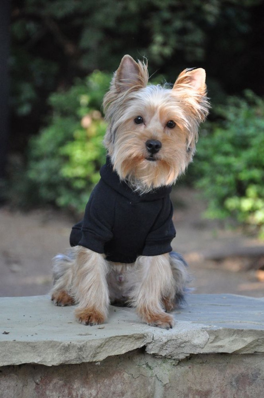 Pet Apparel Doggie Design, Inc. | Flex-Fit Dog Hoodie - Black