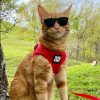 For Cats & Other Critters Travel Cat | The True Adventurer Reflective Harness & Leash - Red