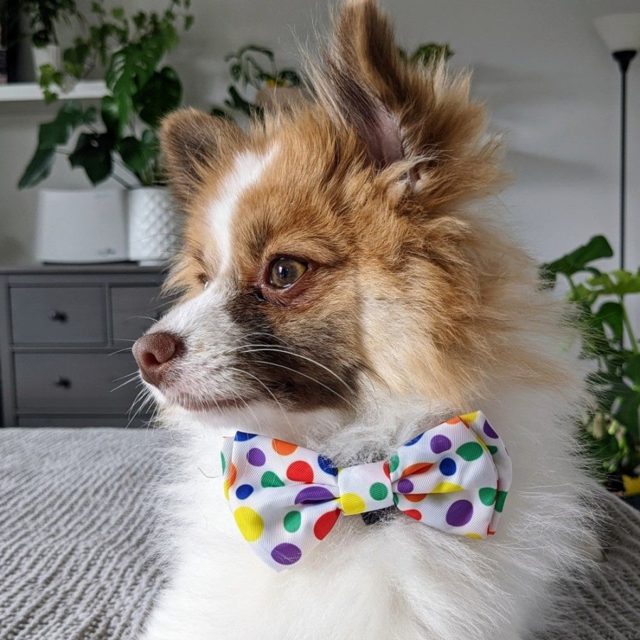 Special Occasion & Holiday Huxley & Kent® | Happy Barkday Bow Tie