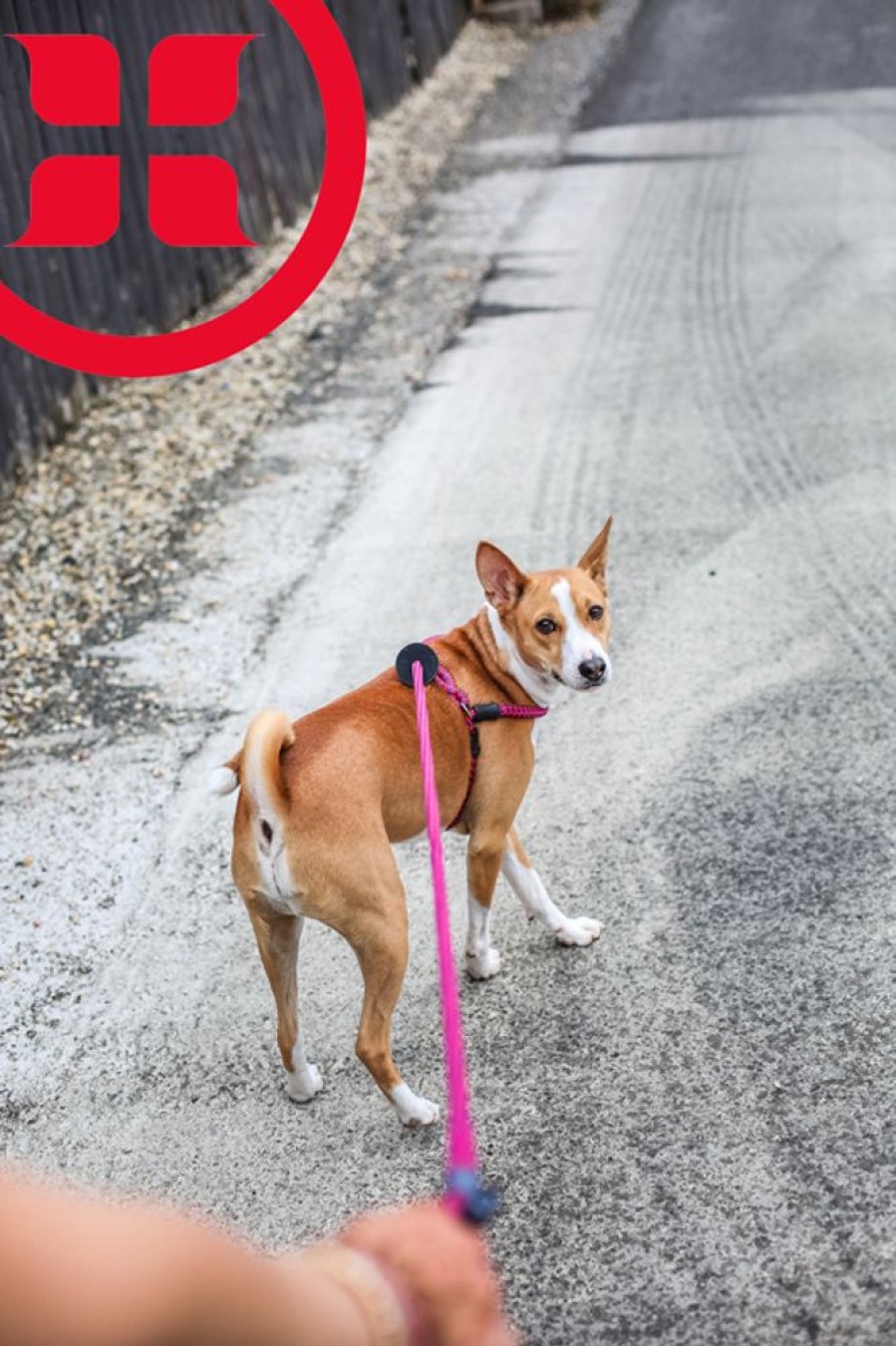 Harnesses Harness Lead | Retro (Pink/Purple) Harness Lead