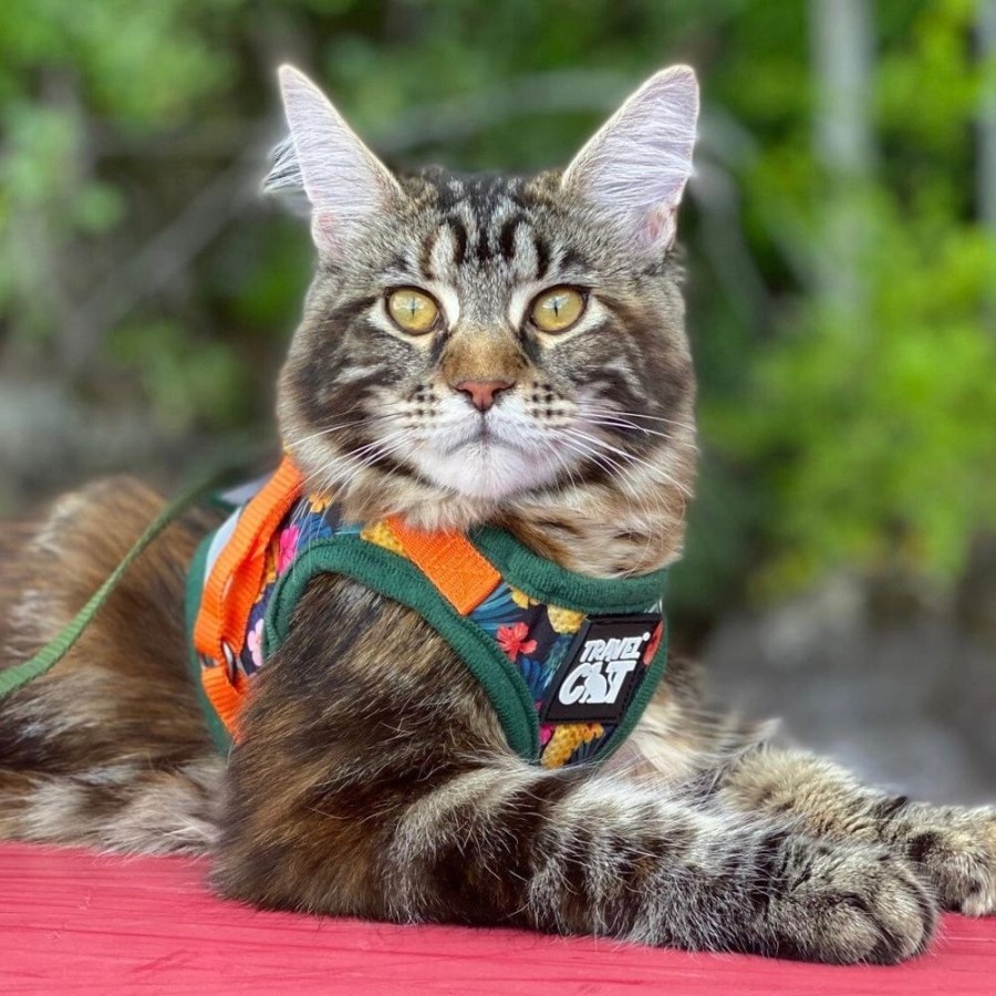 For Cats & Other Critters Travel Cat | The Hawaiian Shirt Limited-Edition Cat Harness & Leash Set