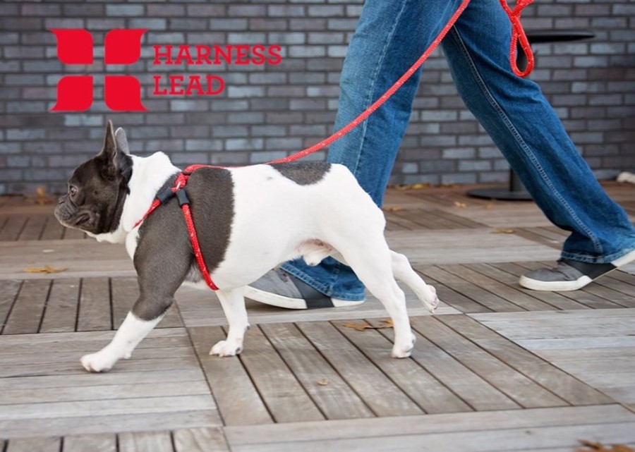 Harnesses Harness Lead | Red Reflective Harness Lead