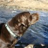 Collars, Leads & Accessories Good Dog Company | Hemp Collars, Leashes Olive Fly