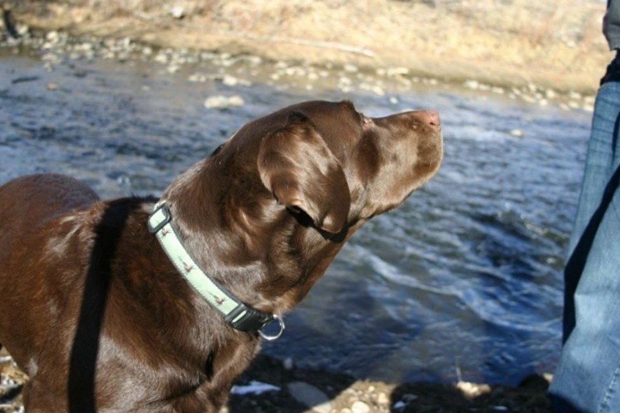 Collars, Leads & Accessories Good Dog Company | Hemp Collars, Leashes Olive Fly