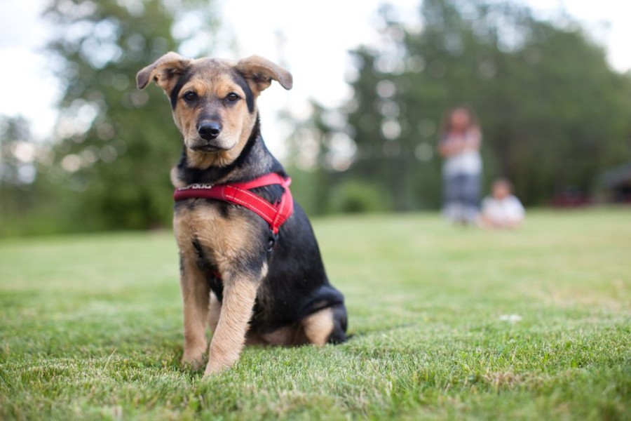 Collars, Leads & Accessories EzyDog, LLC. | Ezydog Quick Fit Harness-Grey