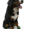 Pet Apparel PawZ Dog Boots | Pawz - Green - Xlarge - Up To 5"