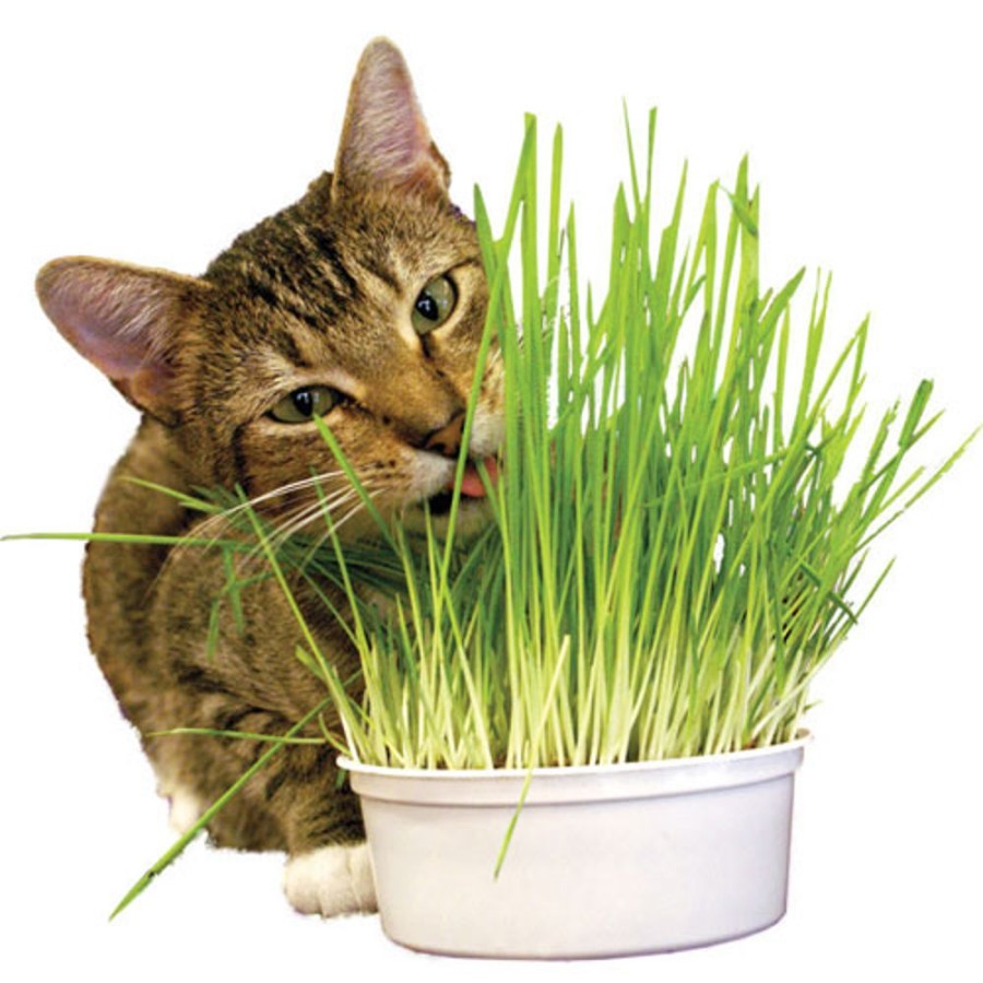 For Cats & Other Critters Imperial Cat | Snack 'N Treat Easy Grow Oat Grass Kit