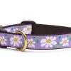 Collars, Leads & Accessories Up Country™ | Daisy