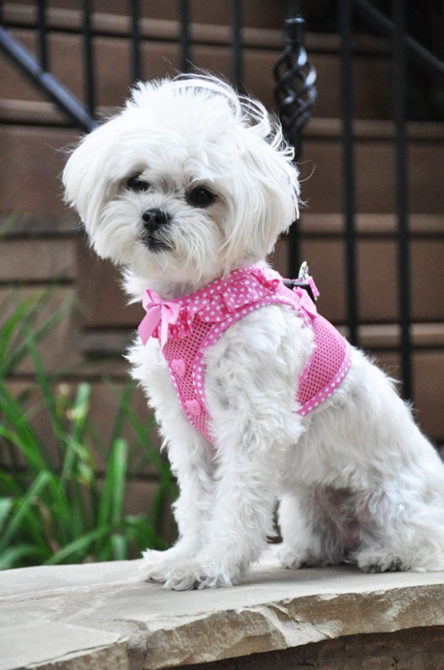 Harnesses Doggie Design, Inc. | American River Choke Free Dog Harness Polka Dot Collection