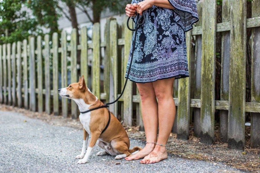 Harnesses Harness Lead | Jetty (Black Reflective) Harness Lead