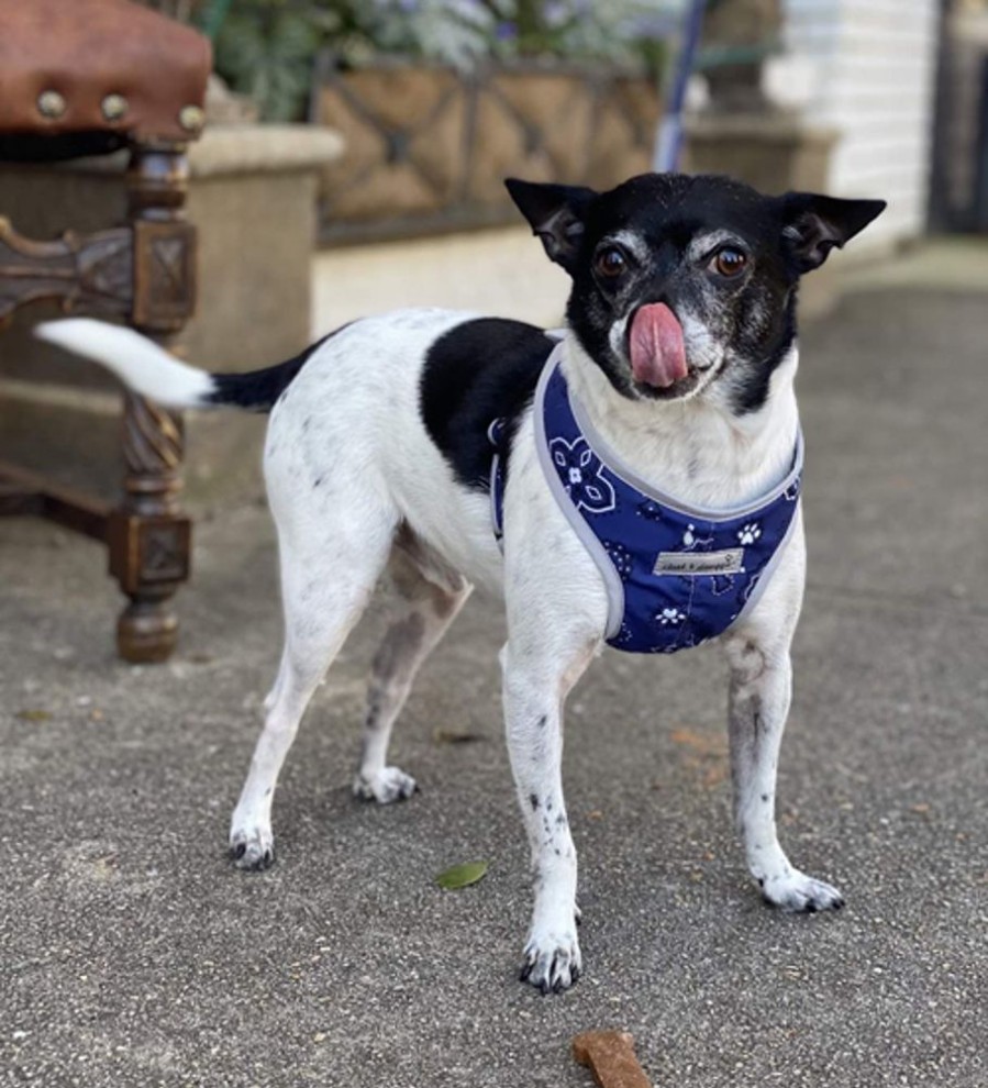 Harnesses My Canine Kids | 4901 Precision Fit Bandana Dog Harness Up To 40 Lbs