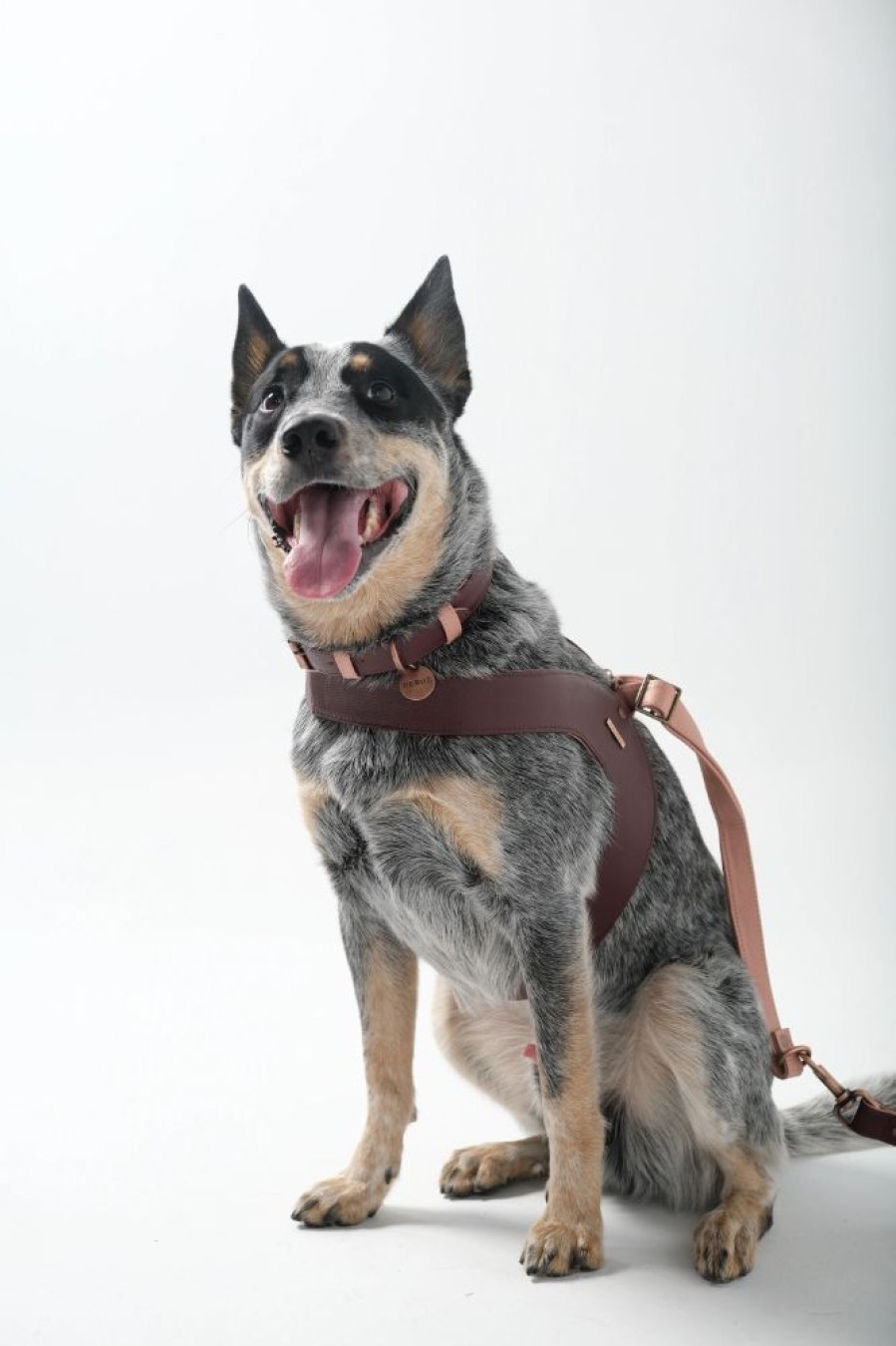 Harnesses Feroz - Urban Pet Fashion | Hunter Leather Dog Harness Merlot