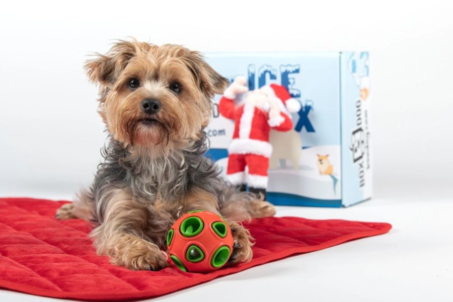 Special Occasion & Holiday BoxDog | Boxdog 5 Item Gift Box For Dogs By Boxdog